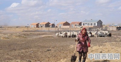 养羊难卖，有什么方法 - 中国养殖网