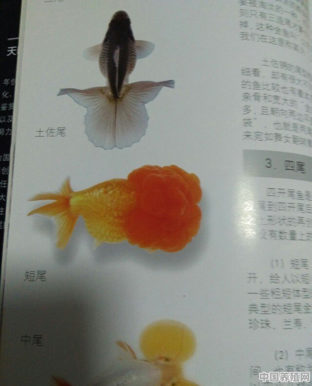 头很大的那种金鱼是天生长那样吗 - 中国养殖网