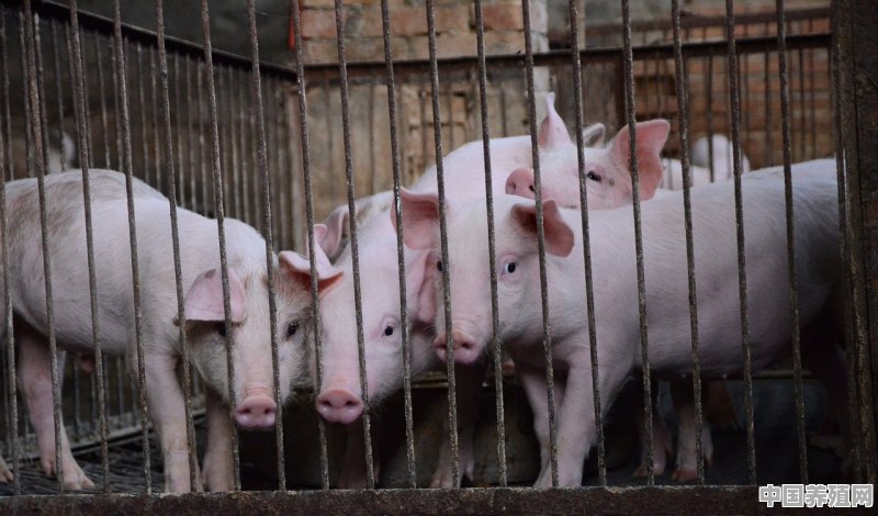每季度生猪存栏量怎么统计准确 - 中国养殖网