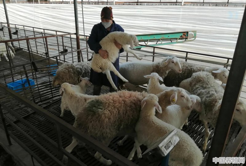 农村养羊赚钱不 - 中国养殖网