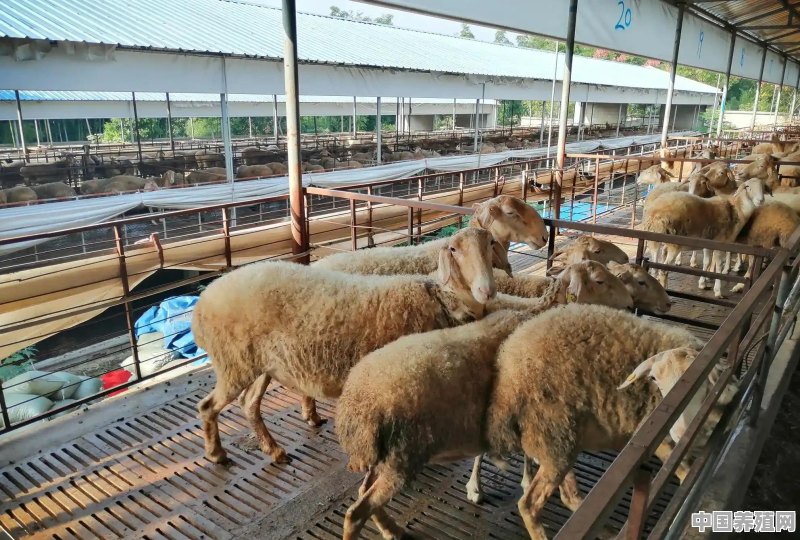 农村养羊赚钱不 - 中国养殖网