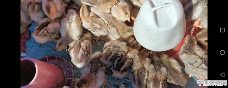 最近我家养的十几只鸡，有几只不见吃食也不爱动，这是啥原因 - 中国养殖网