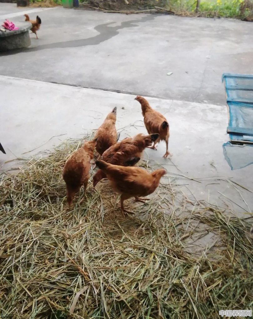 最近我家养的十几只鸡，有几只不见吃食也不爱动，这是啥原因 - 中国养殖网