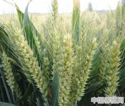 小麦多久出岁，多久养花？有何种植技巧呢 - 中国养殖网