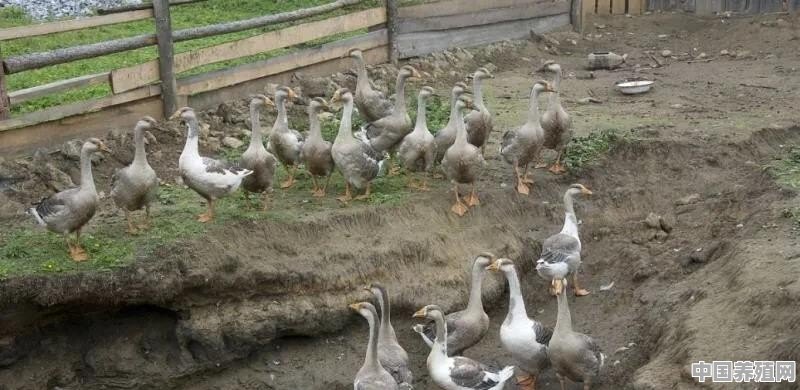 养鸭户怎么抓住市场行情 - 中国养殖网