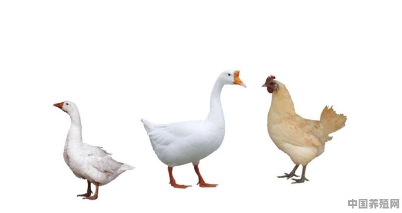在农村养殖鸡、鸭、鹅，哪个投资风险小利润大 - 中国养殖网