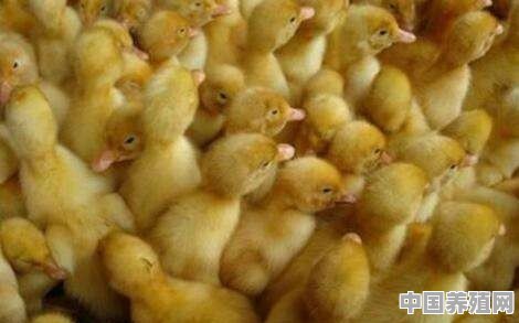 在滨州怎样加盟合同鸡养殖 - 中国养殖网