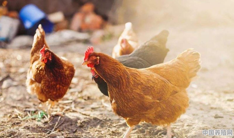 在滨州怎样加盟合同鸡养殖 - 中国养殖网