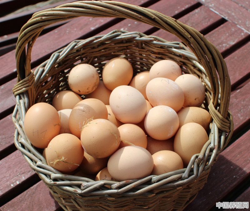 人工怎么给鸡受精 - 中国养殖网