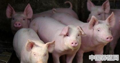 在养殖场从事养猪工作，怎么向别人介绍会显得高大上一点 - 中国养殖网