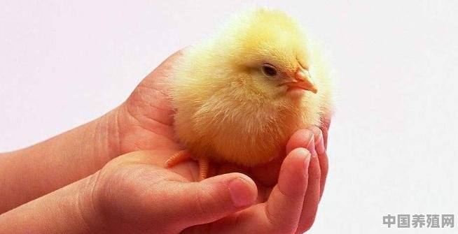 小鸡怎么分公母 - 中国养殖网