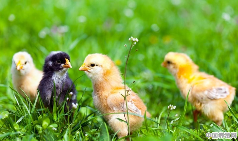小鸡怎么分公母 - 中国养殖网