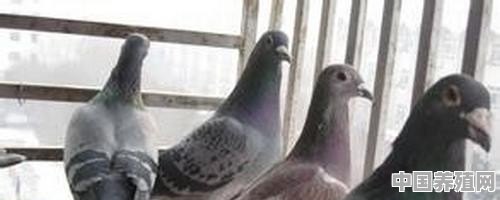 鸽子的养殖方法 - 中国养殖网