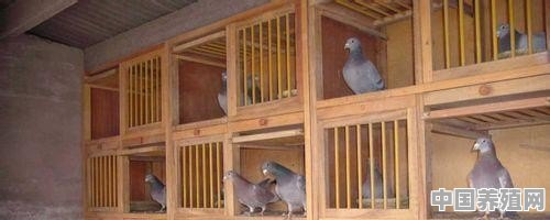 鸽子的养殖方法 - 中国养殖网