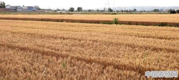 陕西咸阳承包地200元一亩，300亩地种植小麦和玉米利润怎么样？有没有专家分析一下成本 - 中国养殖网