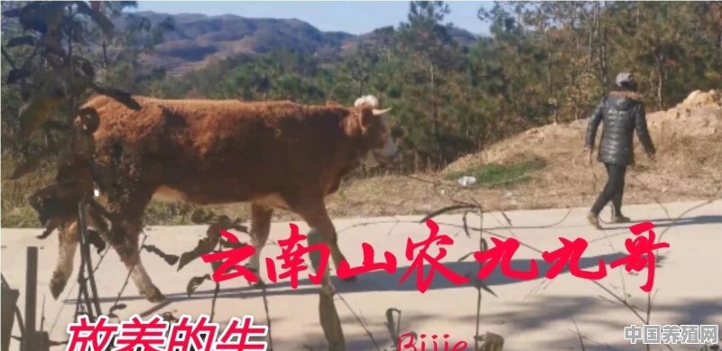 农村养殖牛前景如何 - 中国养殖网