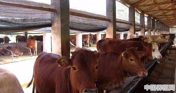 农村养殖牛前景如何 - 中国养殖网