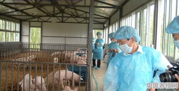 在非洲猪瘟后效应环境下，如何保住自己的猪 - 中国养殖网