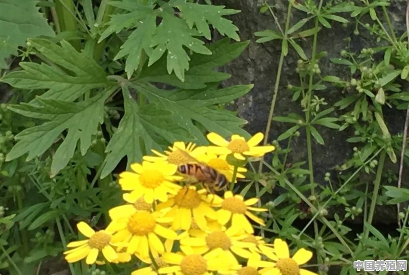上山找野蜜蜂如何饲养 - 中国养殖网