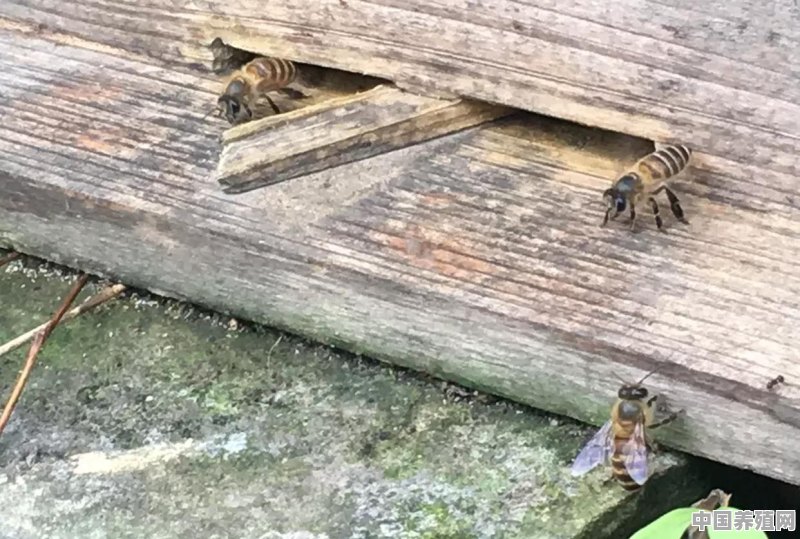 上山找野蜜蜂如何饲养 - 中国养殖网
