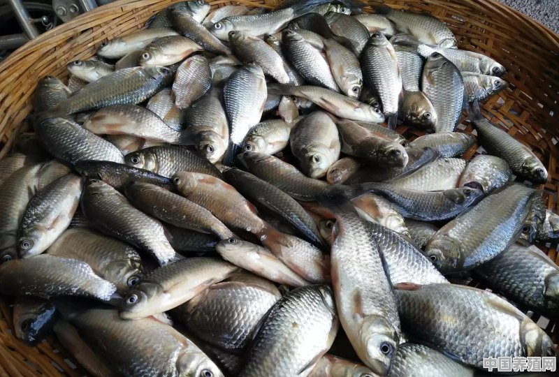 农村河流鱼塘里的野生鱼到底是从哪里来的，怎么会比饲料鱼好吃，你吃过吗 - 中国养殖网