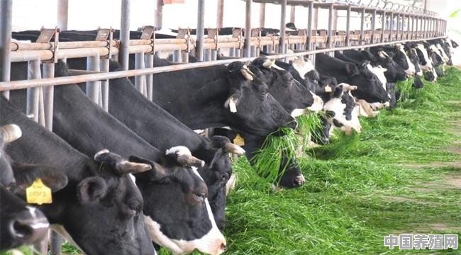内蒙古通辽发生疑似牛炭疽疫情，近期牛羊肉还能吃吗 - 中国养殖网