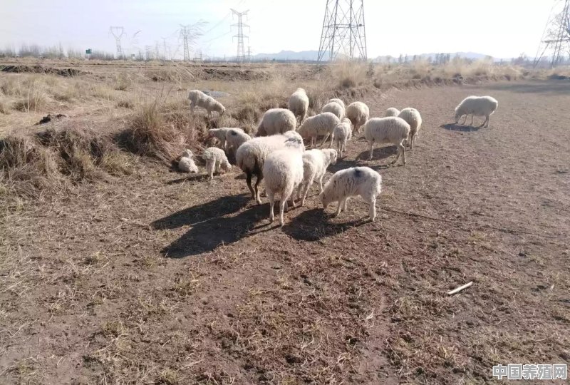 内蒙古通辽发生疑似牛炭疽疫情，近期牛羊肉还能吃吗 - 中国养殖网