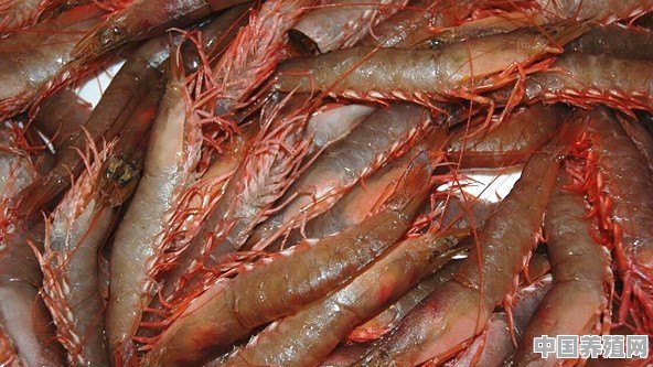 人工养殖的虾和野生虾有什么区别 - 中国养殖网
