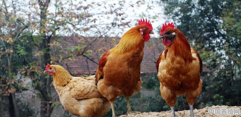 如果在一个比较偏僻的岭上养殖生态鸡卖绿色鸡蛋有搞头吗 - 中国养殖网