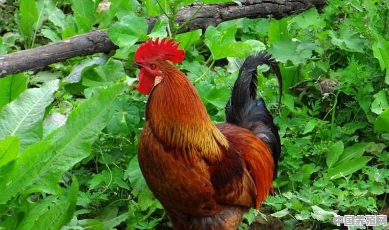 如果在一个比较偏僻的岭上养殖生态鸡卖绿色鸡蛋有搞头吗 - 中国养殖网