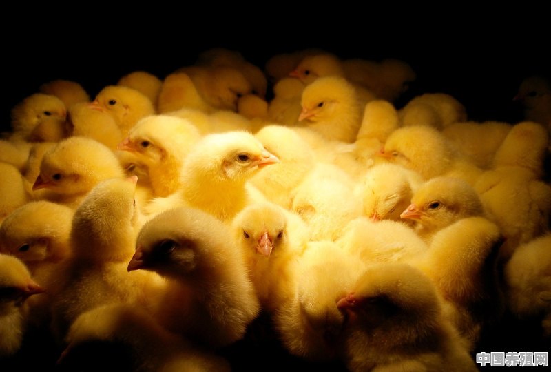 如何养好817杂交鸡？如何做好预防和管理 - 中国养殖网