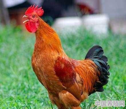 养种鸡利润 - 中国养殖网
