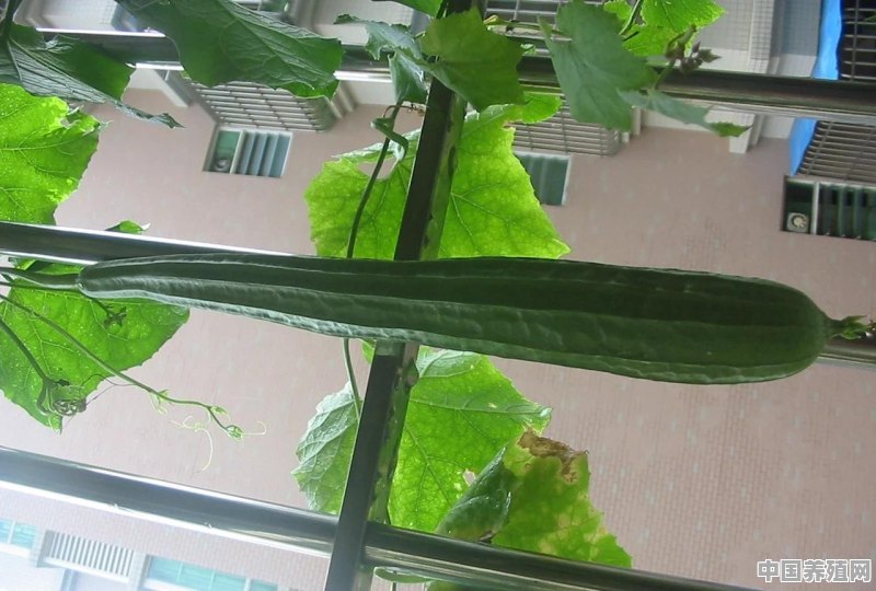 在阳台上可以种植苦瓜吗？如何种植苦瓜呢 - 中国养殖网