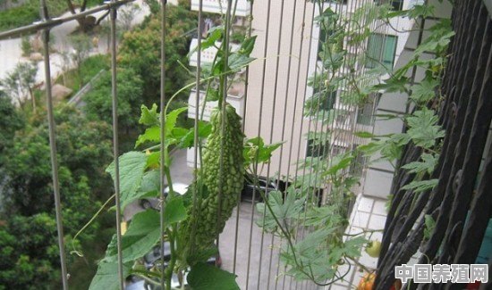 在阳台上可以种植苦瓜吗？如何种植苦瓜呢 - 中国养殖网