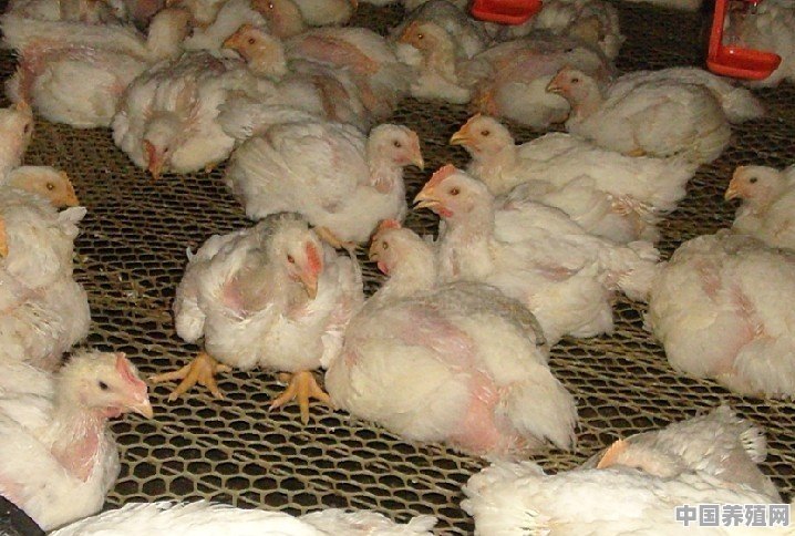 最近家禽安卡拉病流行的很多，为何以前没有，而这几年多发呢 - 中国养殖网
