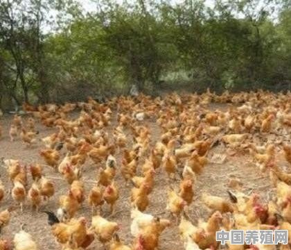 最近家禽安卡拉病流行的很多，为何以前没有，而这几年多发呢 - 中国养殖网
