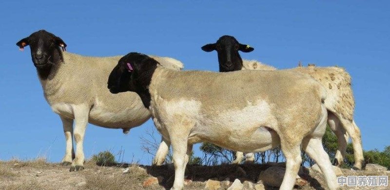 2020年养羊的市场前景如何 - 中国养殖网