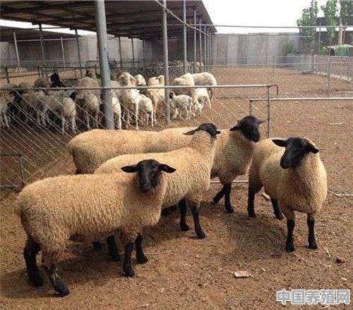 2020年养羊的市场前景如何 - 中国养殖网