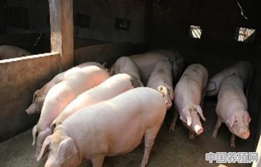 中国养猪成本9元/斤，美国养猪成本4元/斤，为何中国养猪成本偏高 - 中国养殖网