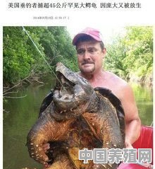 现在鳄龟好养吗 - 中国养殖网