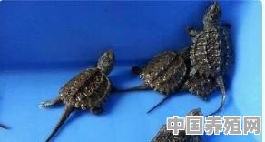 现在鳄龟好养吗 - 中国养殖网