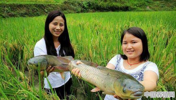 稻田如何套养黄金鲫和鲤鱼 - 中国养殖网
