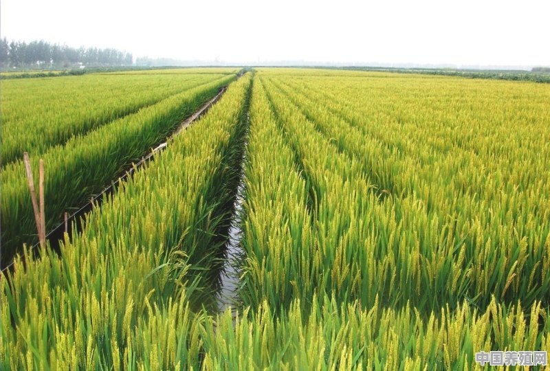 稻田如何套养黄金鲫和鲤鱼 - 中国养殖网