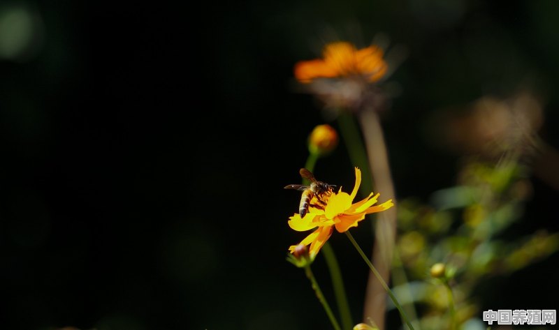 蜜蜂喜欢采什么花 - 中国养殖网