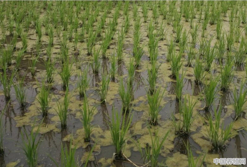 五常地区种的稻花香什么时间晒田比较好？需要注意什么 - 中国养殖网