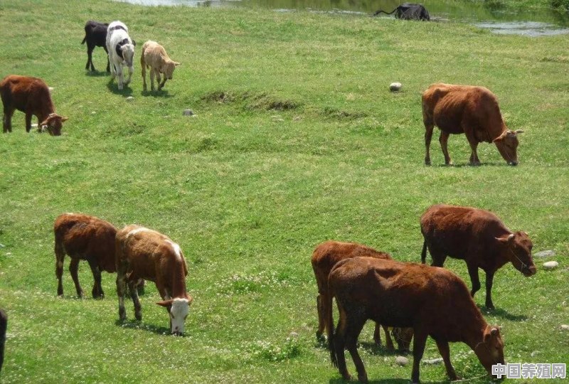 农村散养牛羊生畜的肉与育肥的牛羊肉有很大区别，这是为什么 - 中国养殖网