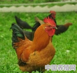 怎么识别土猪土鸡 - 中国养殖网