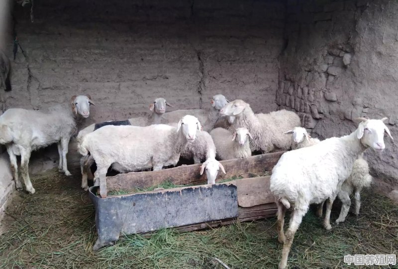 为何有些农民现在不愿意养羊 - 中国养殖网