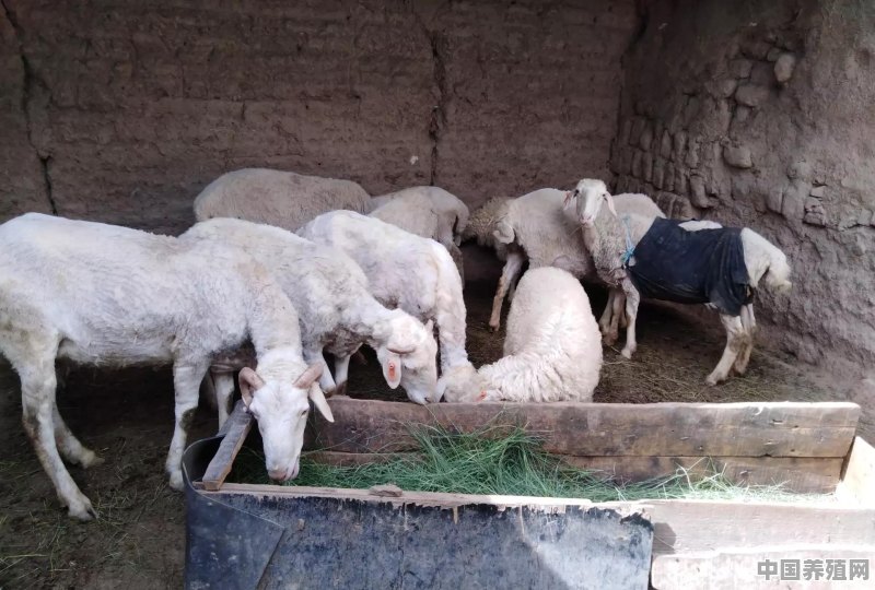 为何有些农民现在不愿意养羊 - 中国养殖网