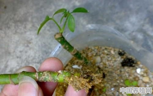 鸭掌树怎样生根的快 - 中国养殖网